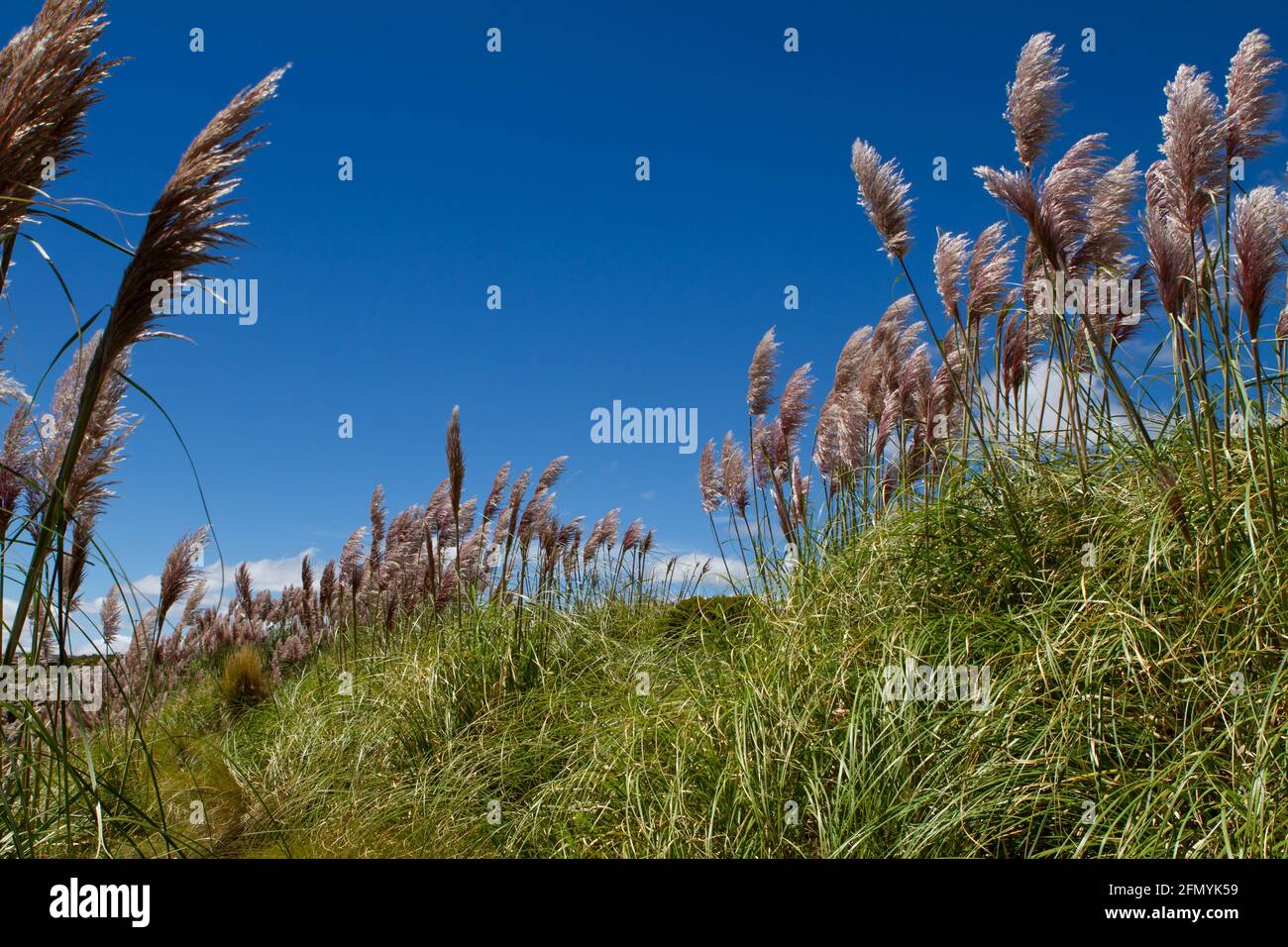 Pampas grass in sunlight hires stock photography and images Alamy