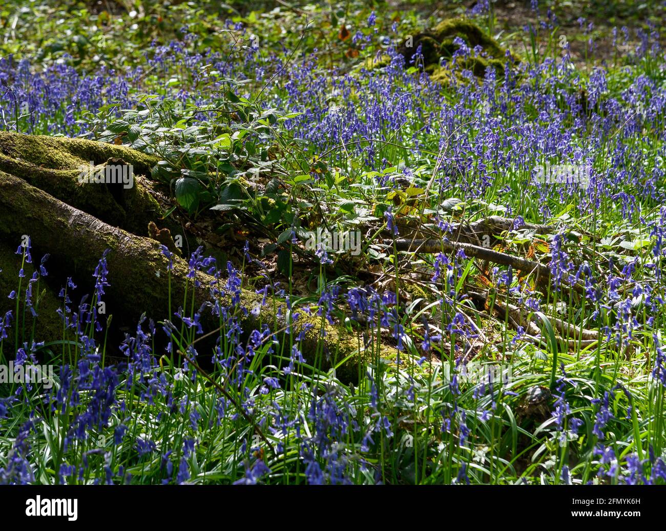 A stunningly beautiful sea of Bluebells in woodland at Trosley Country Park, in the village of Vigo, near Gravesend in Kent, UK. Stock Photo