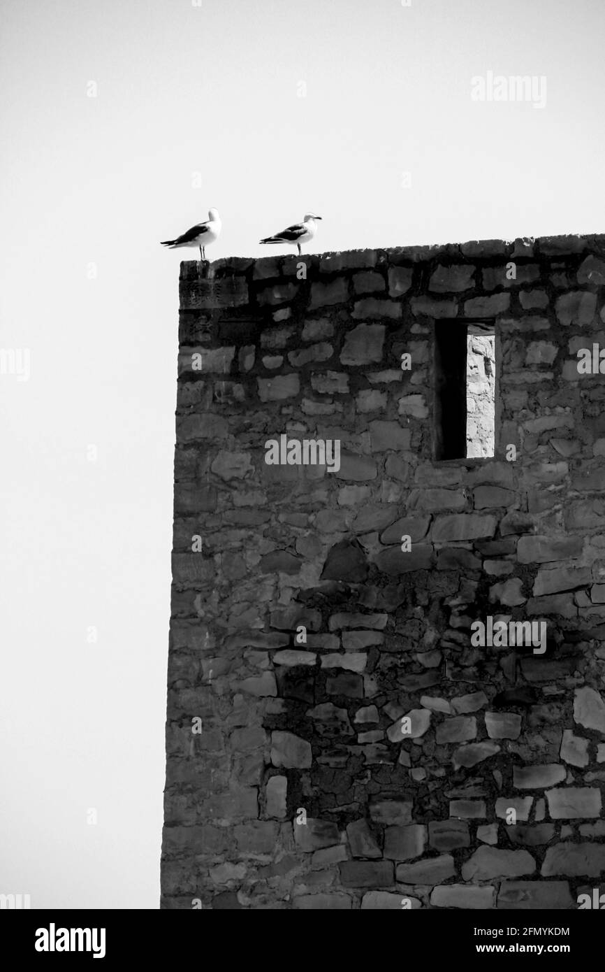 Seagulls on the wall of the Tamarit tower surrounded by salt lagoons in Santa Pola, Alicante, Spain Stock Photo