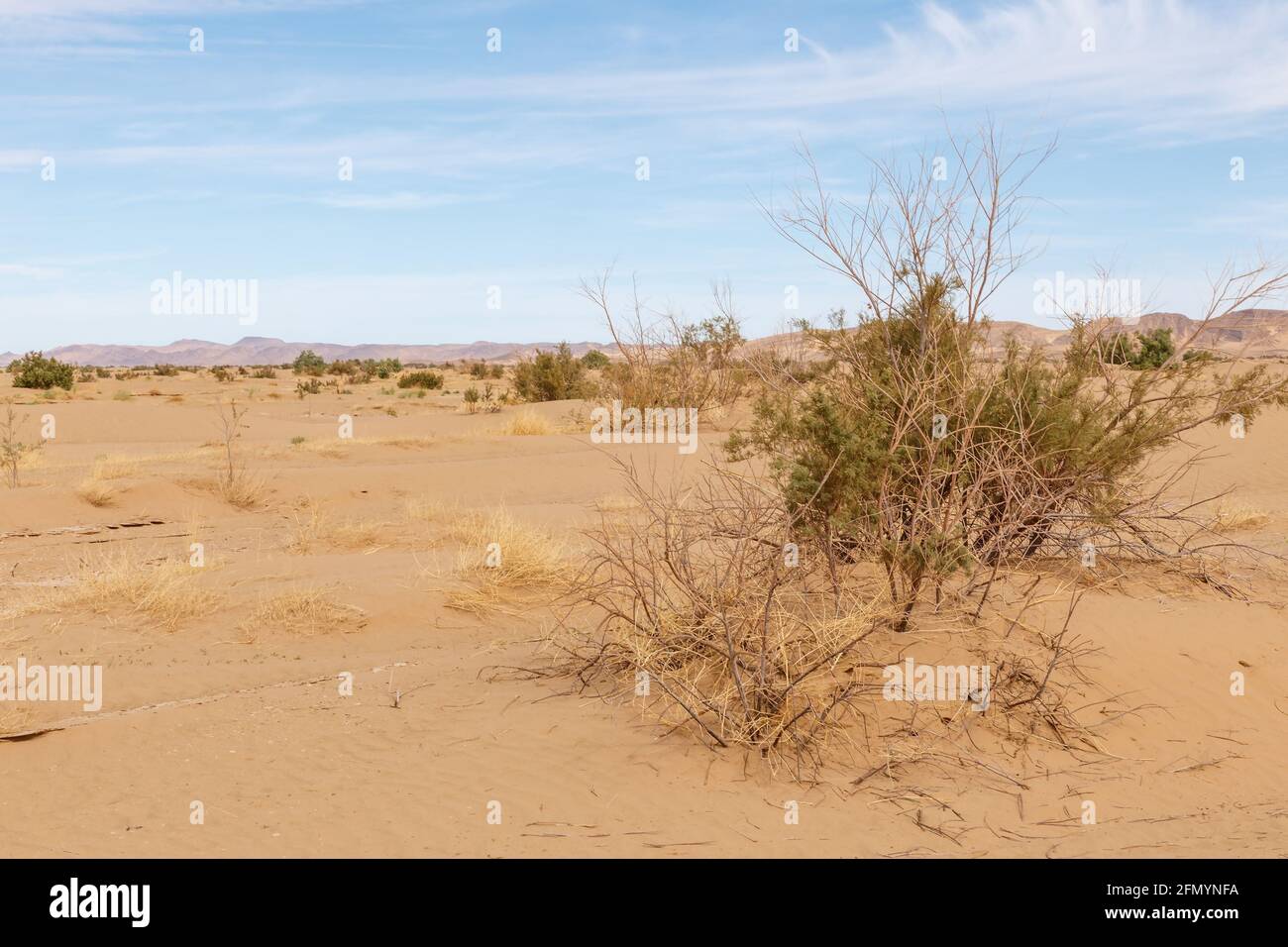Dry bushes in the Sahara Desert. Morocco. Africa Stock Photo Alamy