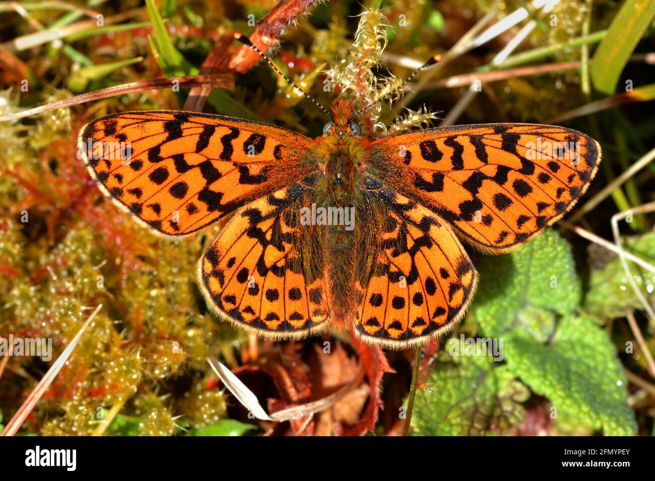 Pearl-Bordered Fritillary, resting, in early May, Eyarth Rocks, Wales ...