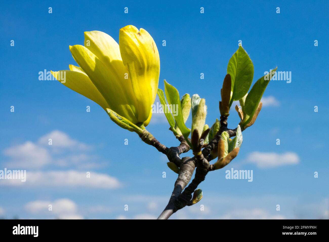 Magnolia 'Yellow Bird' Yellow Magnolia tree blossom new shoots Stock Photo