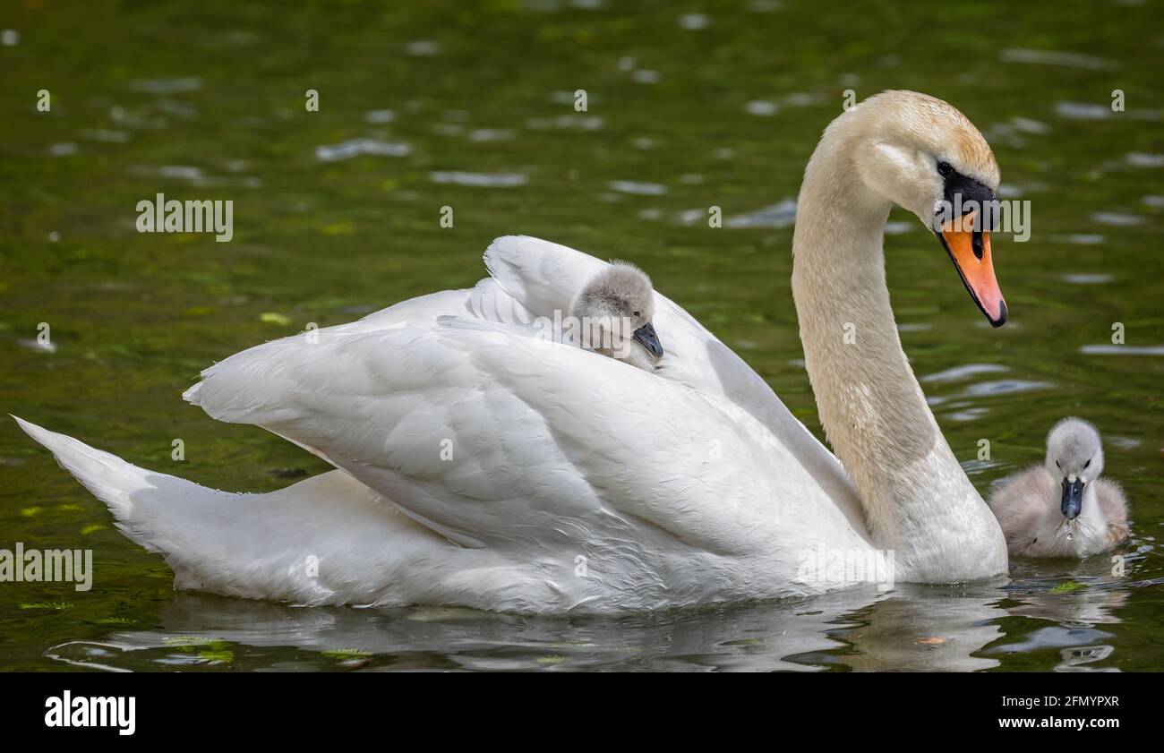 Close up of female mute Swan in the water with cygnets, one riding on her back Stock Photo