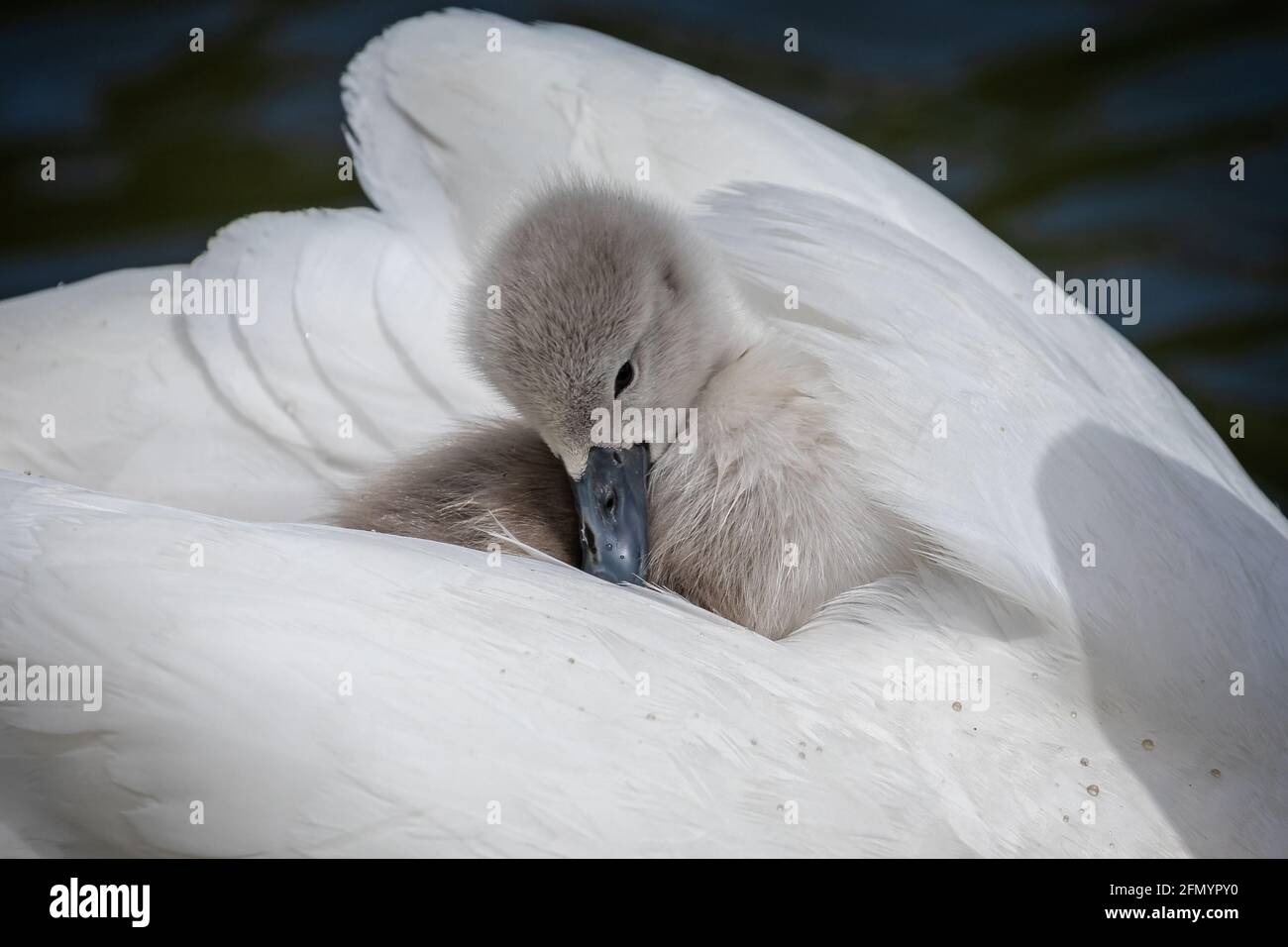 Close up of young cygnet cuddled up on back of mother Swan on lake Stock Photo