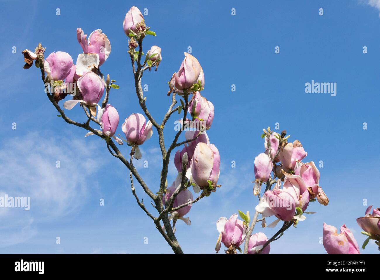 Magnolia 'Lennei' Magnolia tree blossom Stock Photo