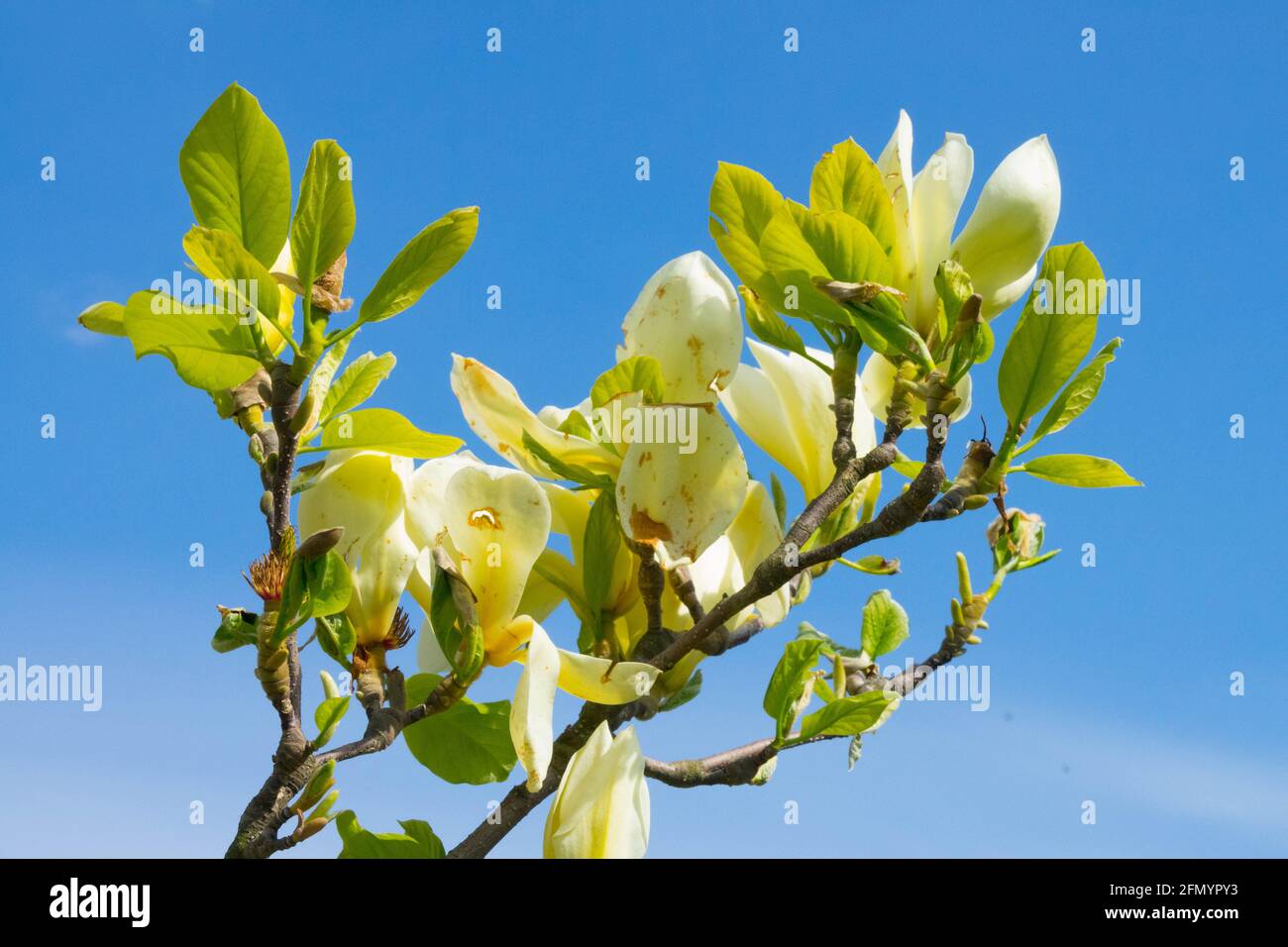 Light yellow flowers - one of the hardiest yellow flowering types Magnolia Goldfinch Stock Photo