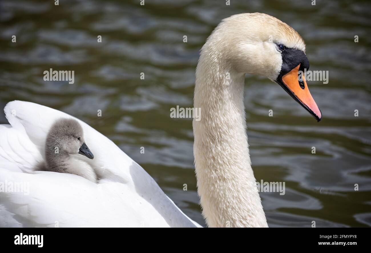 Close up of female mute Swan in the water with cygnet riding on her back Stock Photo