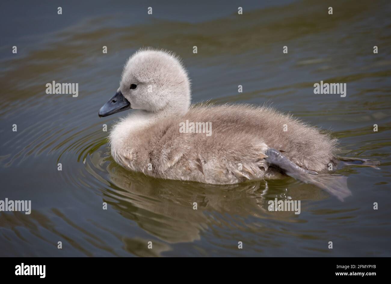 Close up of baby cute cygnet swimming in lake Stock Photo