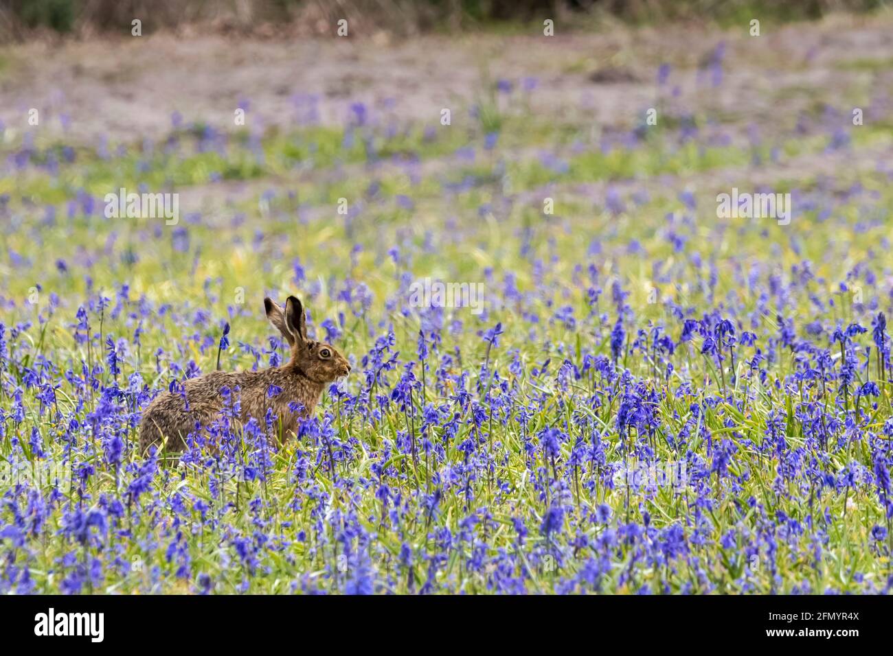 A European hare, Lepus europaeus, sitting in a field of English bluebells, Hyacinthoides non-scripta. Stock Photo