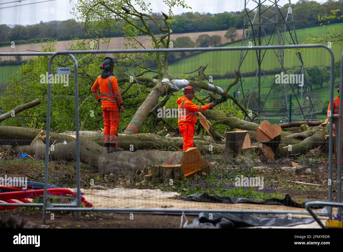 Aylesbury Vale, UK. 12th May, 2021. HS2 have wrapped cling film around some of the trees they are felling possibly to keep bats from returning to their roosts. HS2 tree fellers were felling a large number of mature beech trees in the ancient woodland today despite the licence granted to HS2 from Natural England allegedly having expired. Rare Barbastelle bats are known to roost in the woods. HS2 are destroying 108 ancient woodlands for the High Speed 2 Rail. Credit: Maureen McLean/Alamy Live News Stock Photo