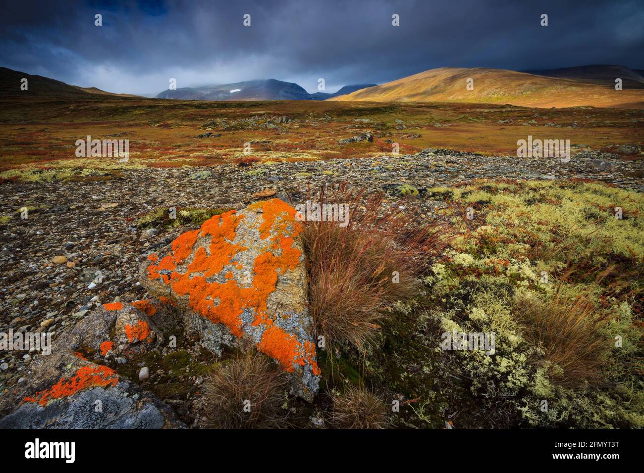 Orange lichen on rocks and dramatic, open, and vast landscape in Dovrefjell national park, Dovre kommune, Norway, Scandinavia. Stock Photo