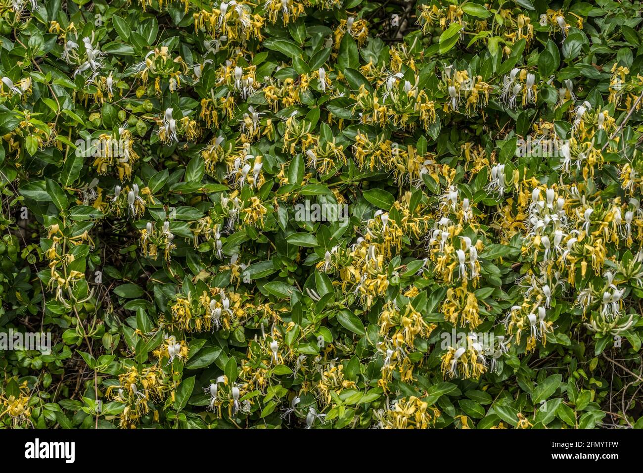 A wild honeysuckle bush in full bloom with vines of yellow and white flowers growing in a forest on a sunny day in springtime Stock Photo