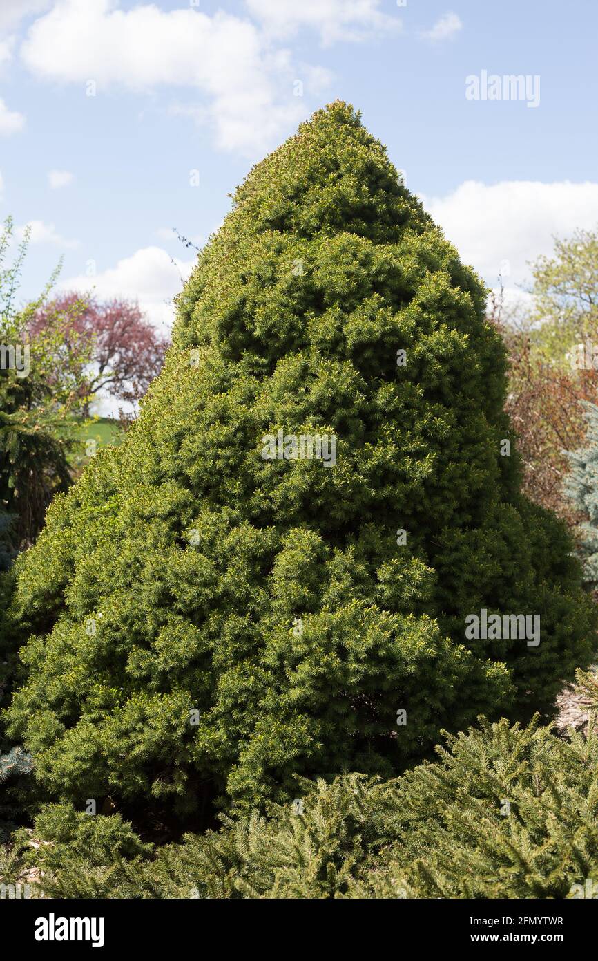 Picea glauca 'conica' - dwarf albert spruce tree. Stock Photo