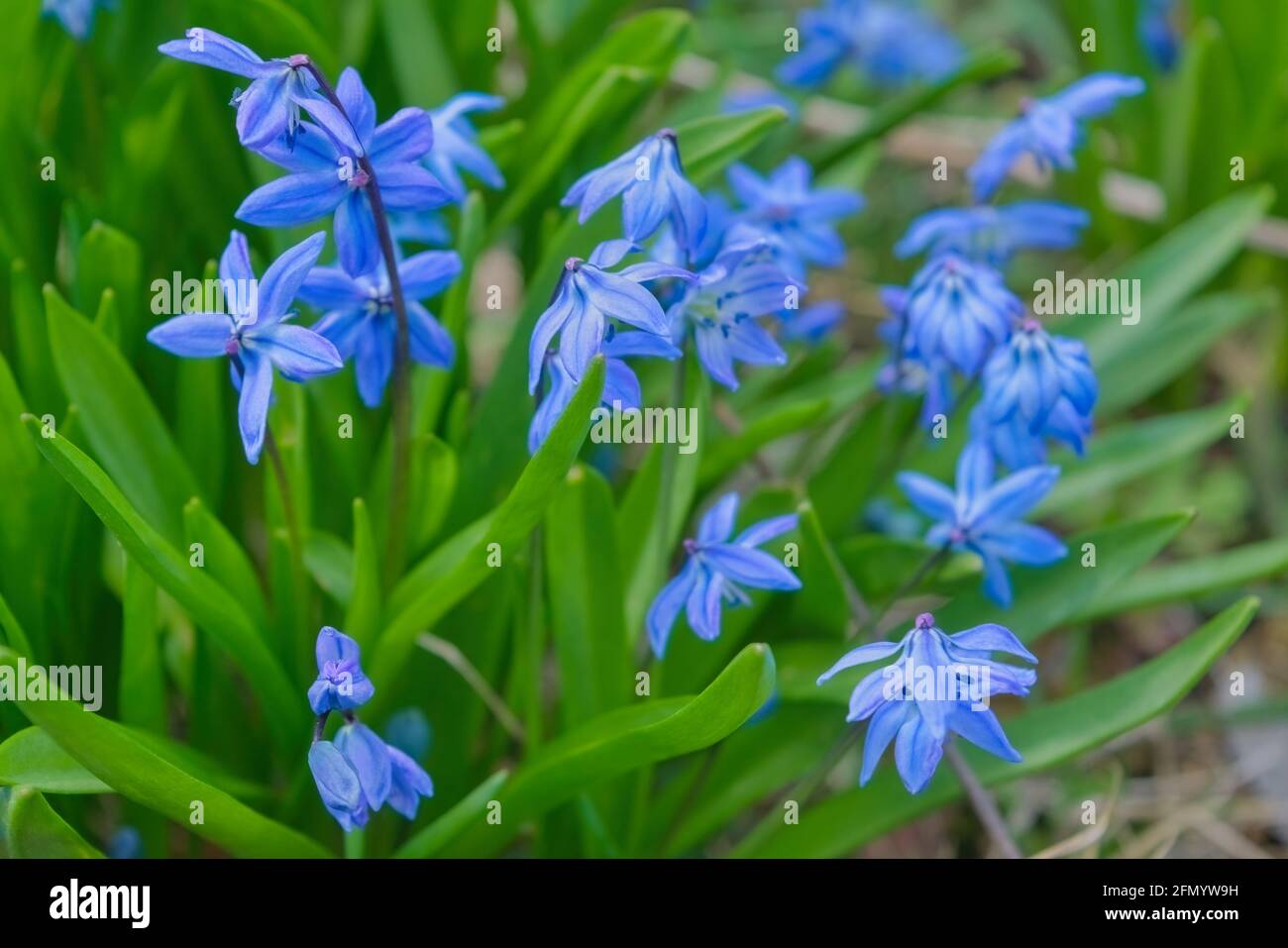 blue spring flower names