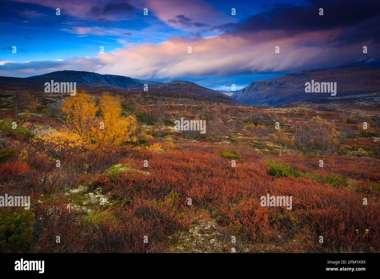 Beautiful autumn evening with landscape dressed in fall colors in Dovrefjell national park, Dovre kommune, Norway, Scandinavia. Stock Photo