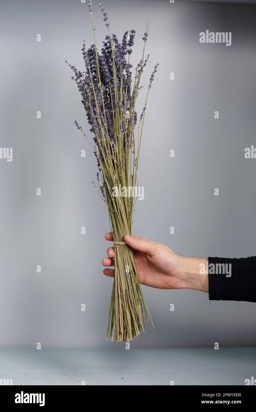 Dry lavender bouquet isolated on gray background. Copy space  Stock Photo
