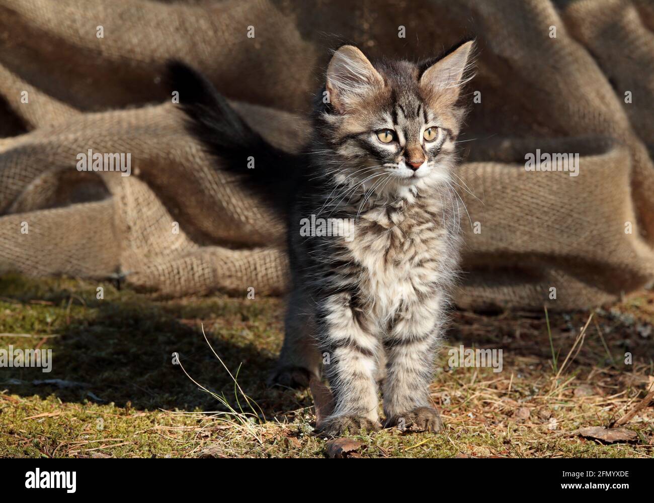 A four months old norwegian forest cat kitten standing outdoors in sunlight Stock Photo