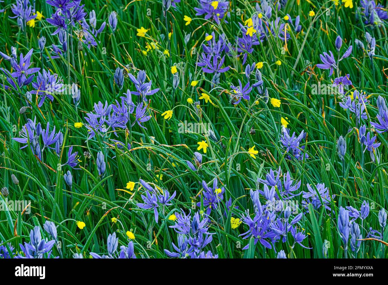 Wildflowers, Camas and buttercup, Uplands Park, Oak Bay, Vancouver Island, British Columbia, Canada Stock Photo