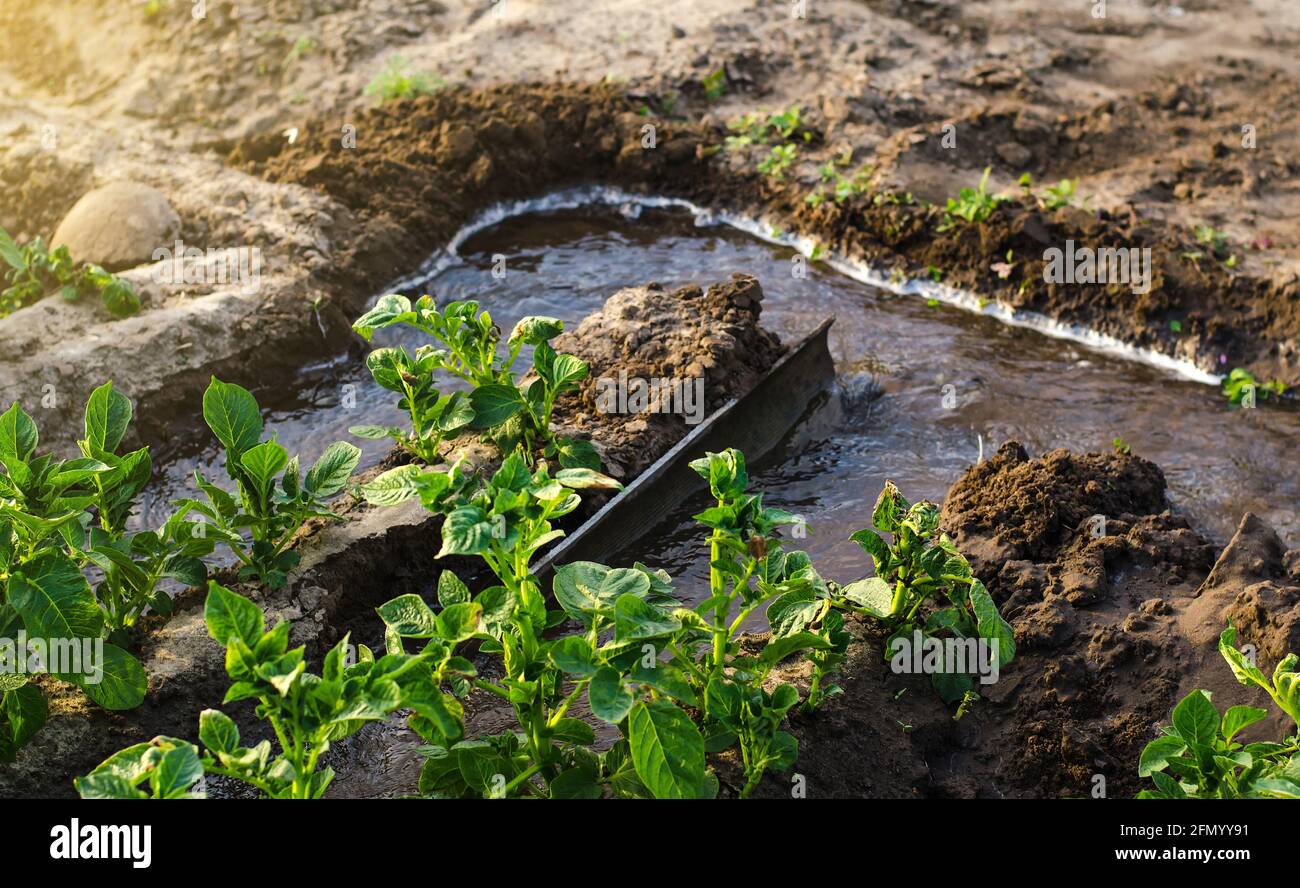 Furrow irrigation of potato plantations. Transition to more efficient irrigation technologies, saving water resources. Agriculture industry. Farming a Stock Photo