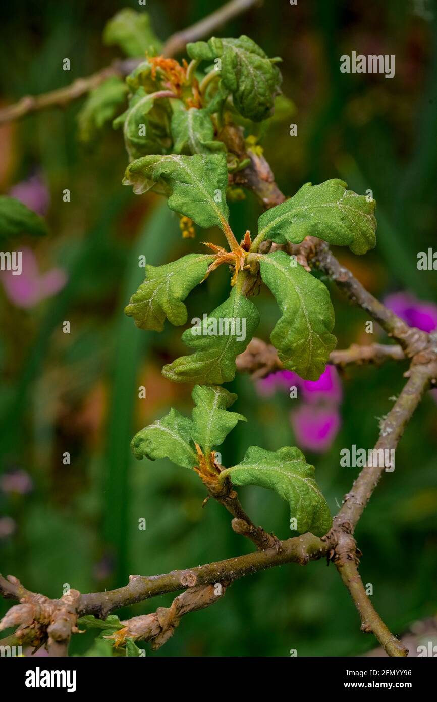 New Garry Oak leaves, Uplands Park, Oak Bay, Vancouver Island, British