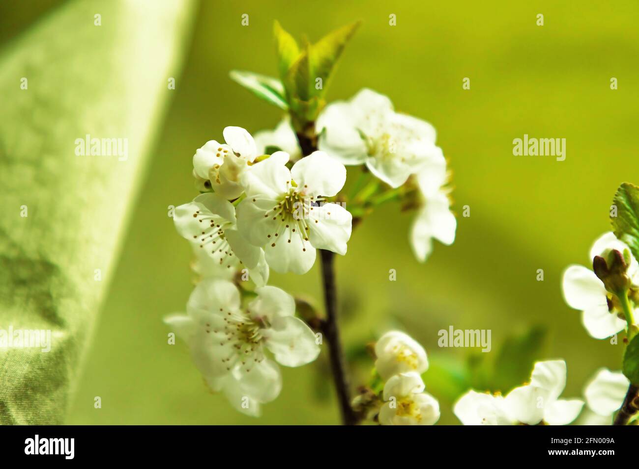 Cherry apple tree flowers macro on green textile background Stock Photo