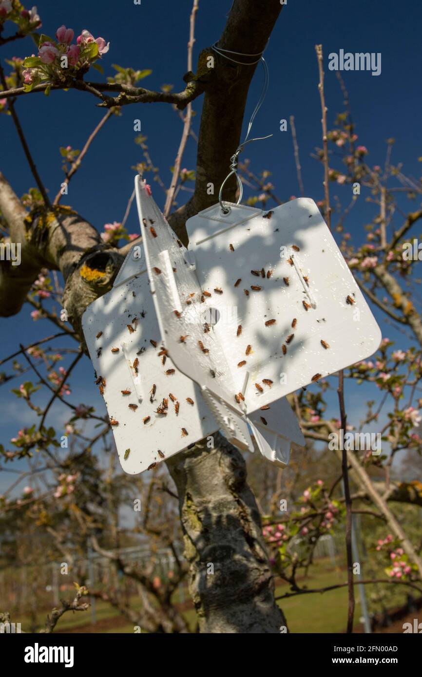 Sticky pest trap in apple tree late May, sun shining and deep blue sky ...