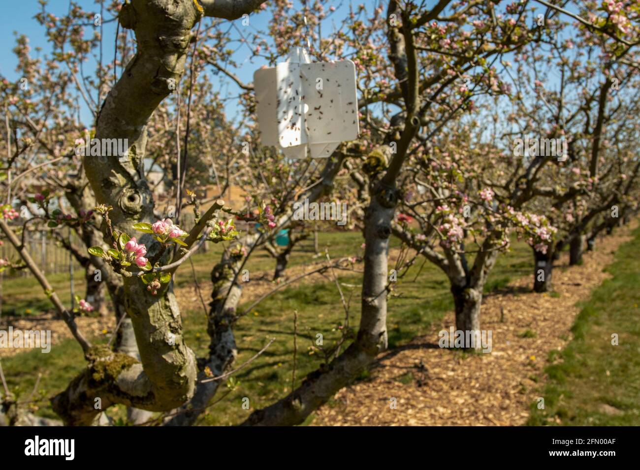 Sticky pest trap in apple tree late May, sun shining and deep blue sky Stock Photo