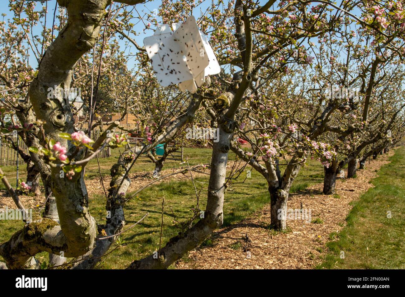 Sticky pest trap in apple tree late May, sun shining and deep blue sky Stock Photo