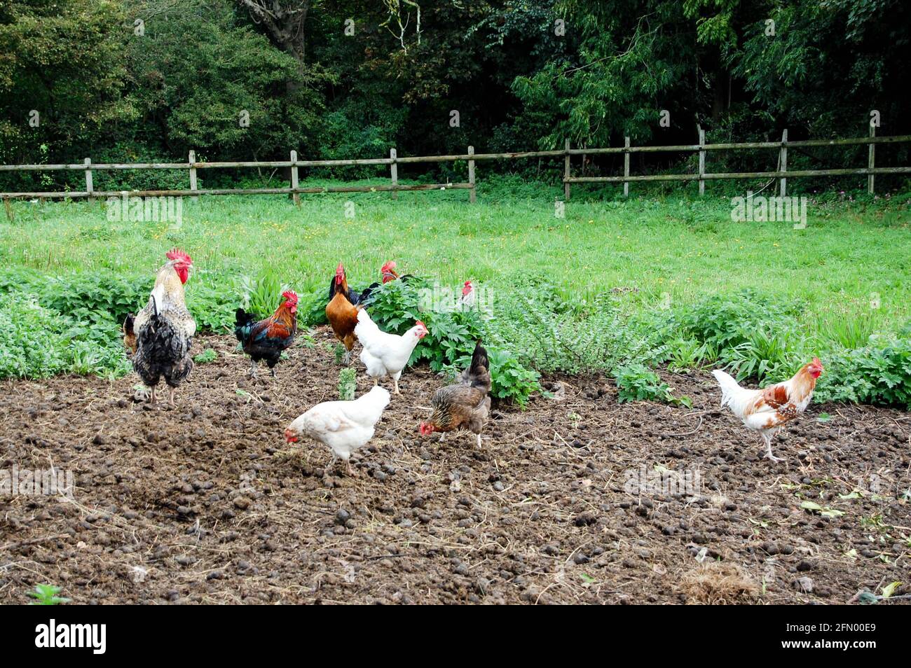 Chickens and cockerel Jersey hens Jersey Channel Islands Stock Photo