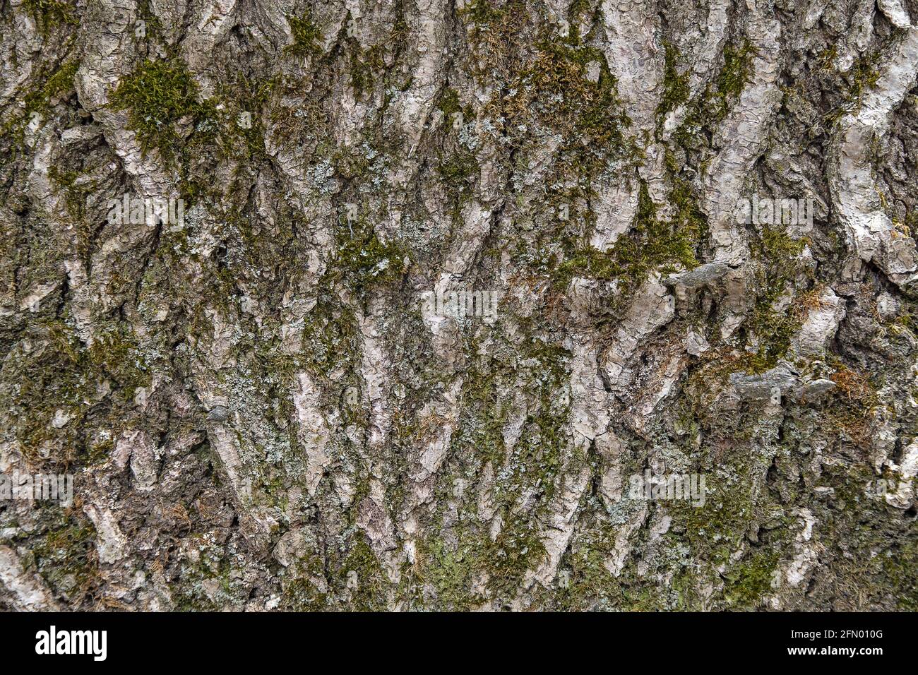 close up of rough tree bark with green moss Stock Photo
