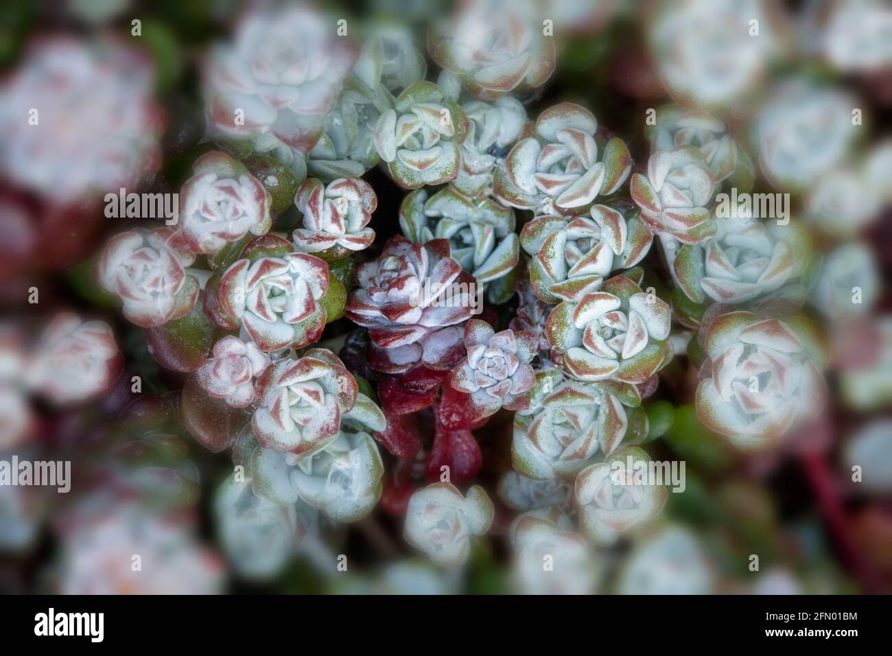 Sedum spathulifolium cape blanco hires stock photography and images