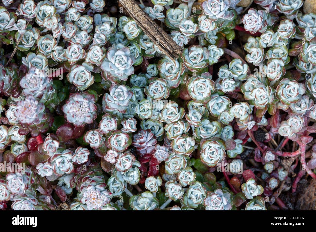 Sedum spathulifolium cape blanco hires stock photography and images