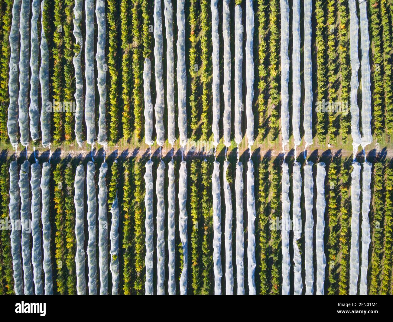 Apple orchard aerial view showing lines of apples and protective netting, Harcourt, Victoria, Australia. Stock Photo