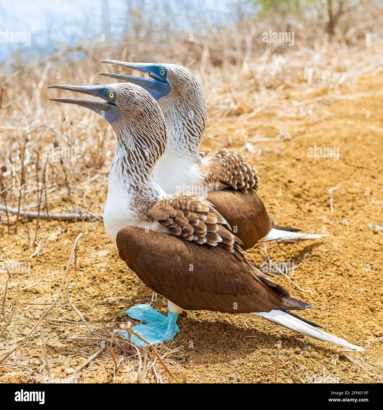 Blue Footed Booby (Sula nebouxii) couple on Santa Cruz island, Galapagos, Ecuador. Stock Photo