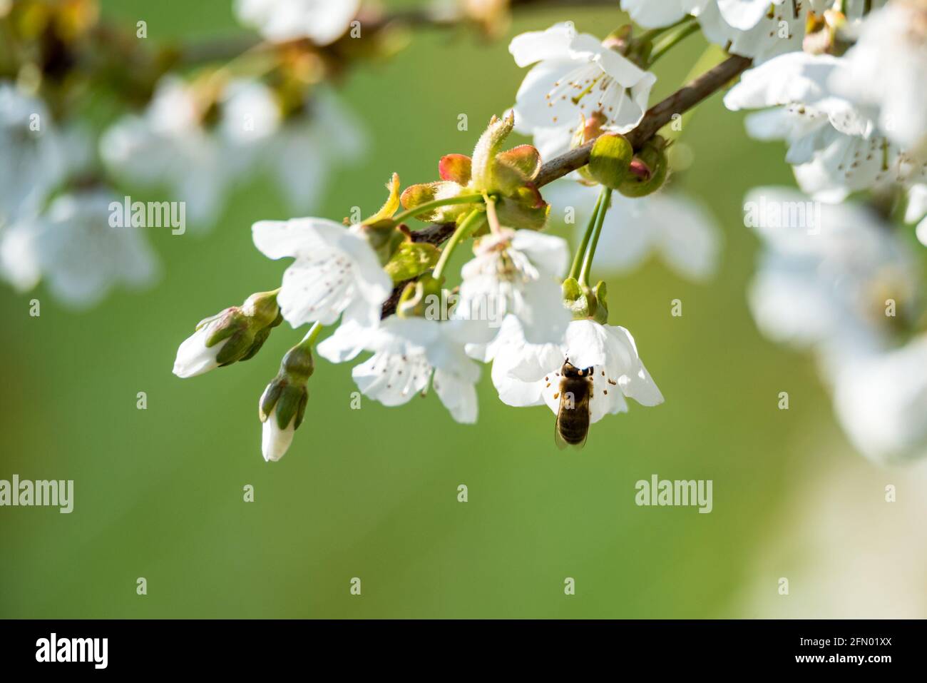 Pollination of flowers by bees. Spring blooming and pollen collection ...