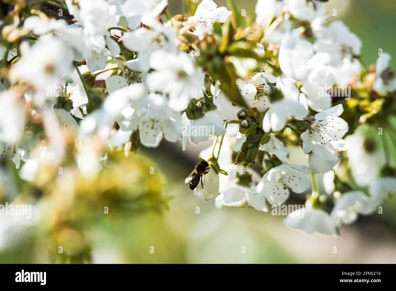 Pollination of flowers by bees. Spring blooming and pollen collection ...