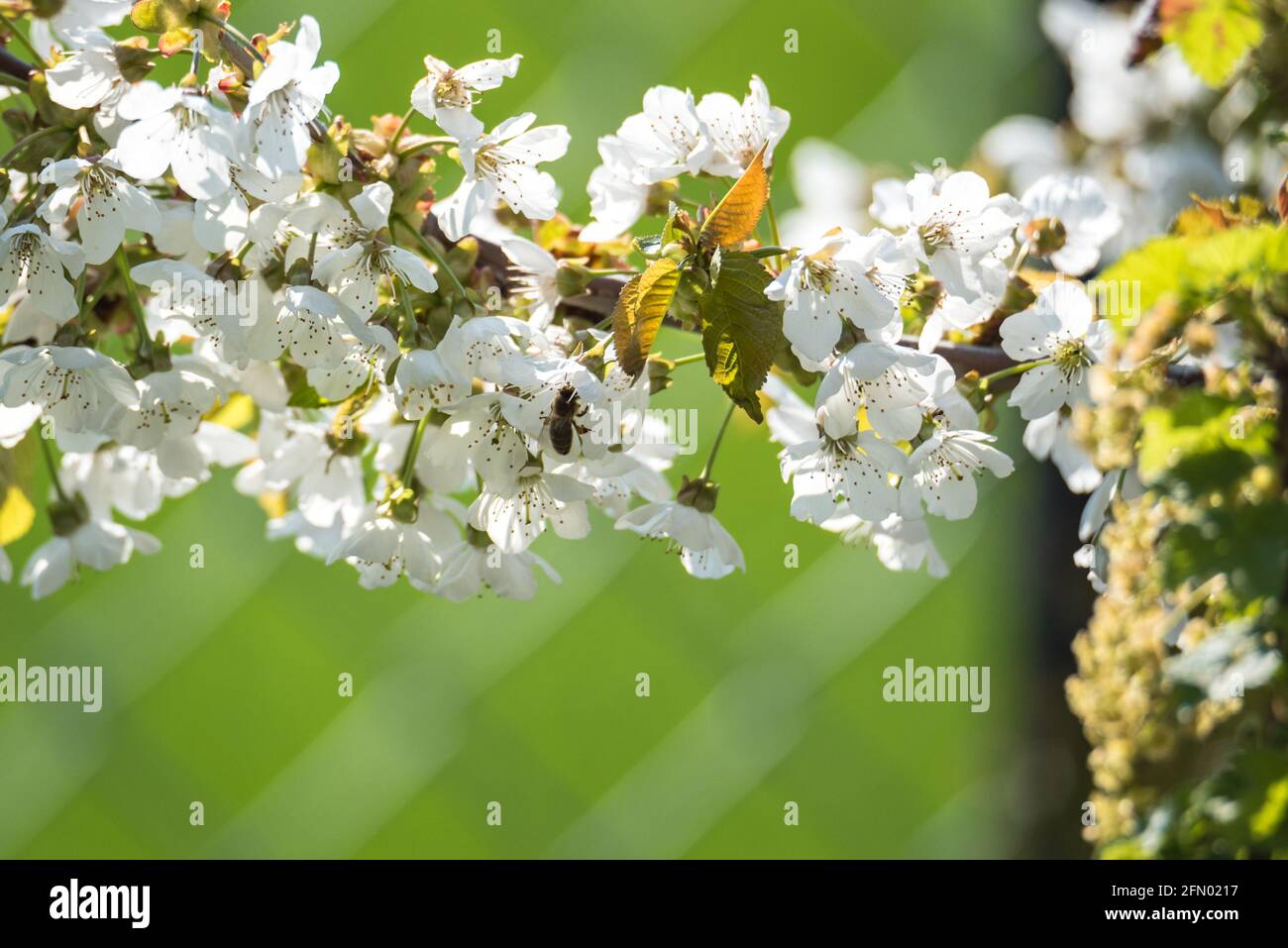 Pollination of flowers by bees. Spring blooming and pollen collection ...