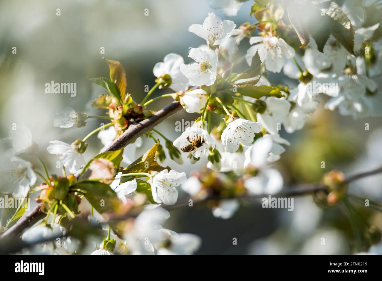 Pollination of flowers by bees. Spring blooming and pollen collection ...