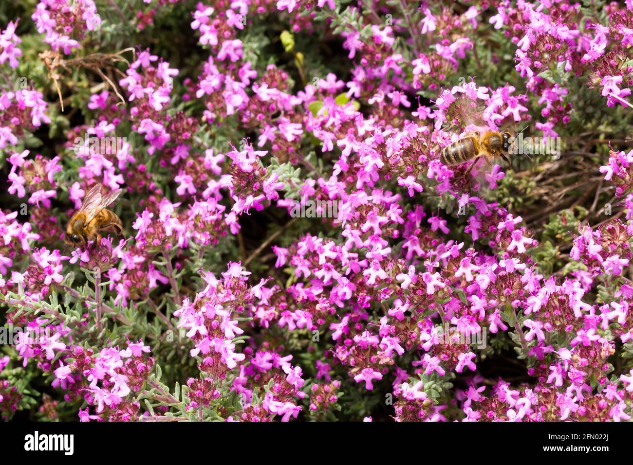Two bees forage on Thymus leucotrichus flowers in springtime in the south of France Stock Photo