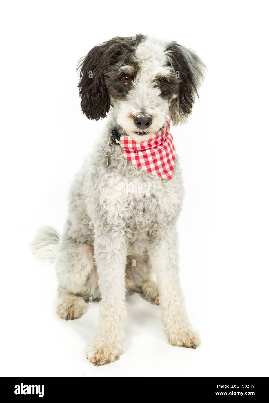 Portuguese Water Dog against White Background Stock Photo