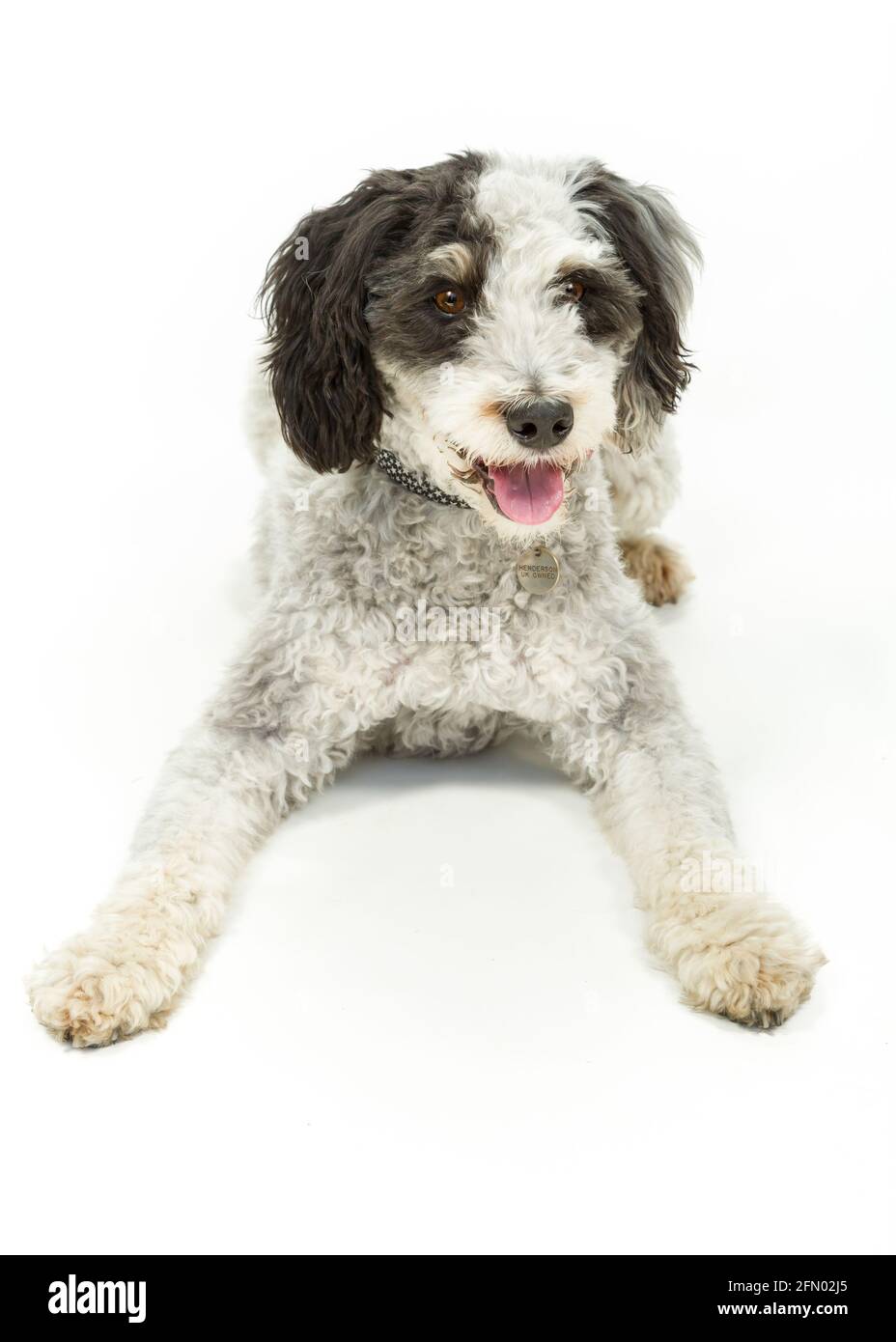Portuguese Water Dog against White Background Stock Photo
