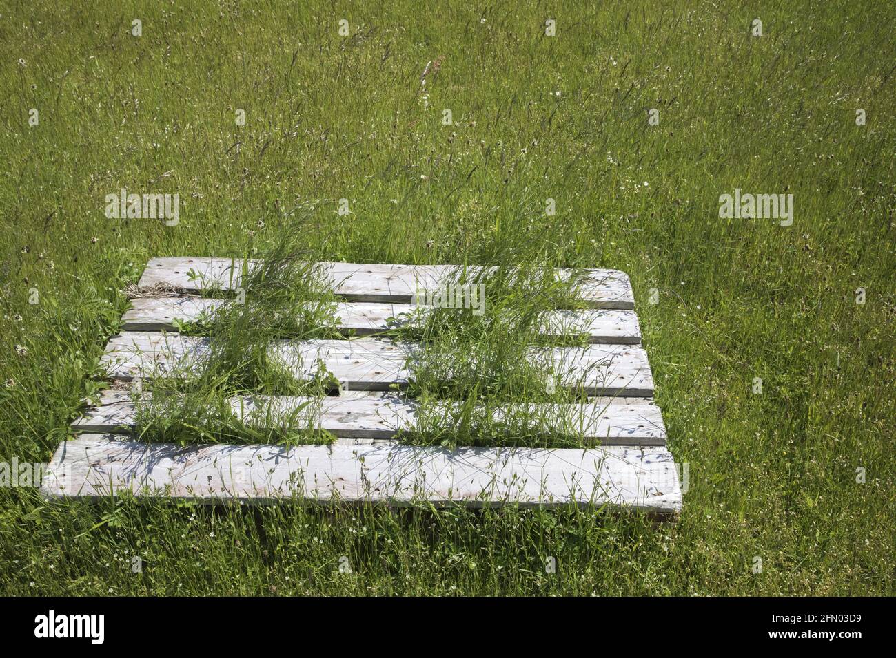 Wooden pallet with grass growing through the gaps Stock Photo Alamy
