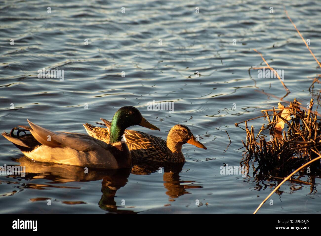 male & female mallard ducks in golden hour swimming around Stock Photo