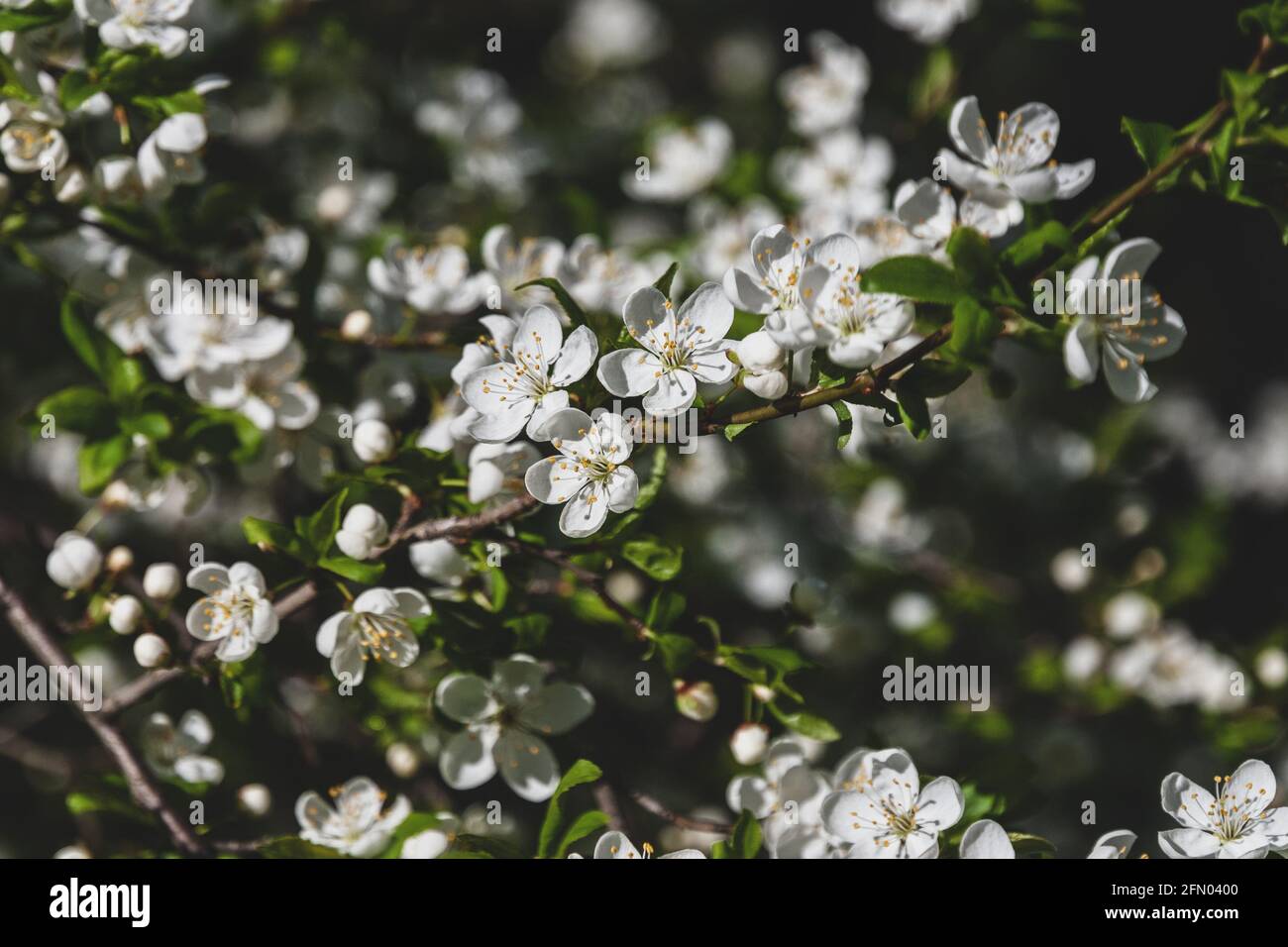 Sloe tree blossoming in spring - Prunus spinosa white blooming tree ...