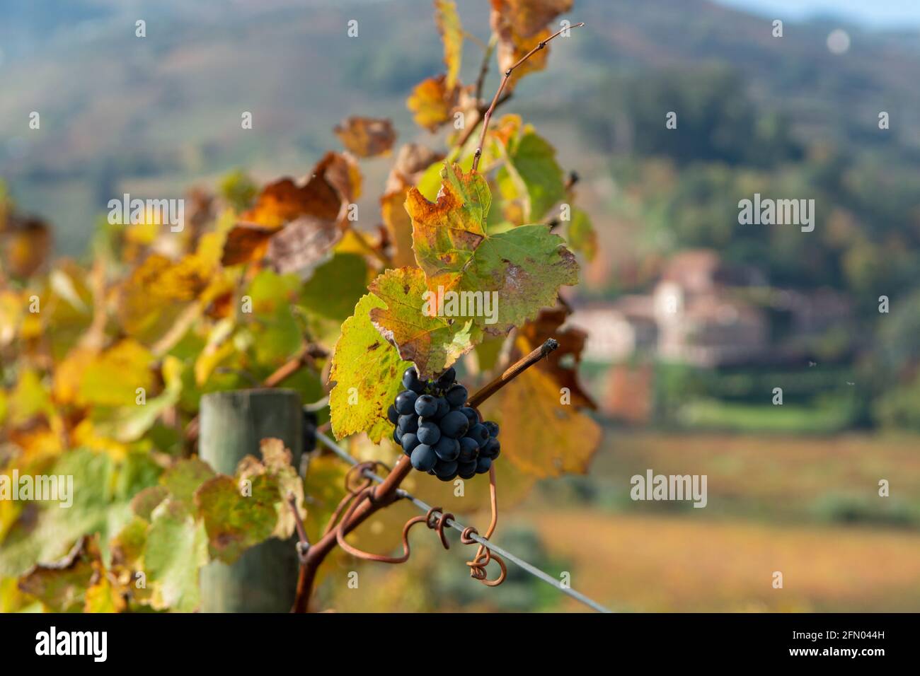 Ripe black wine grapes growing on vineyards in Douro Valley, Portugal close up Stock Photo