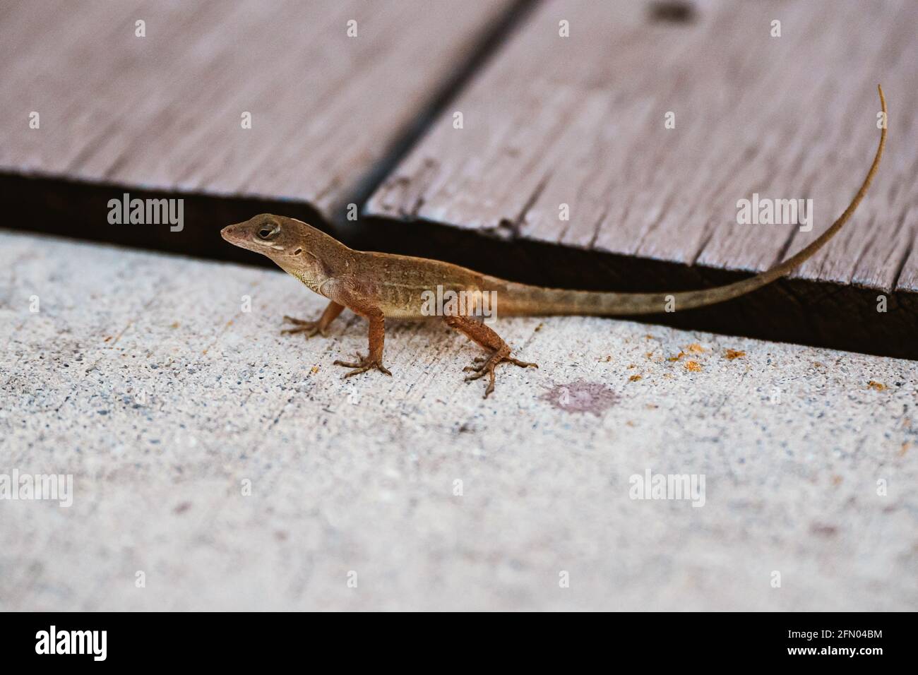 A small lizard sits on the edge of a sidewalk in close up Stock Photo