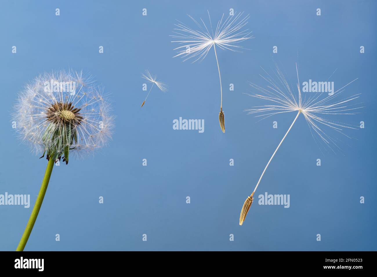 Seeds flying off with the wind from the seed head of a dandelion flower (Taraxacum officinale). Stock Photo
