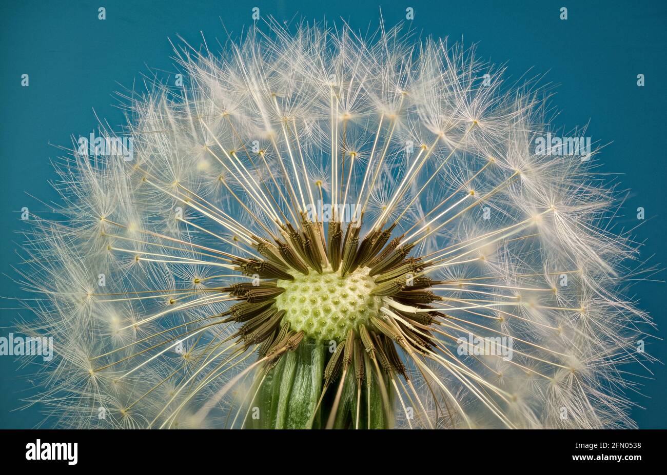 Macro view of seed head of dandelion (Taraxacum officinale), showing seeds with pappus disks, which carry seeds on the wind. Stock Photo