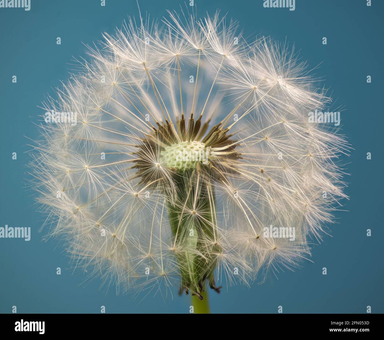 Macro view of seed head of dandelion (Taraxacum officinale), showing seeds with pappus disks, which carry seeds on the wind. Stock Photo