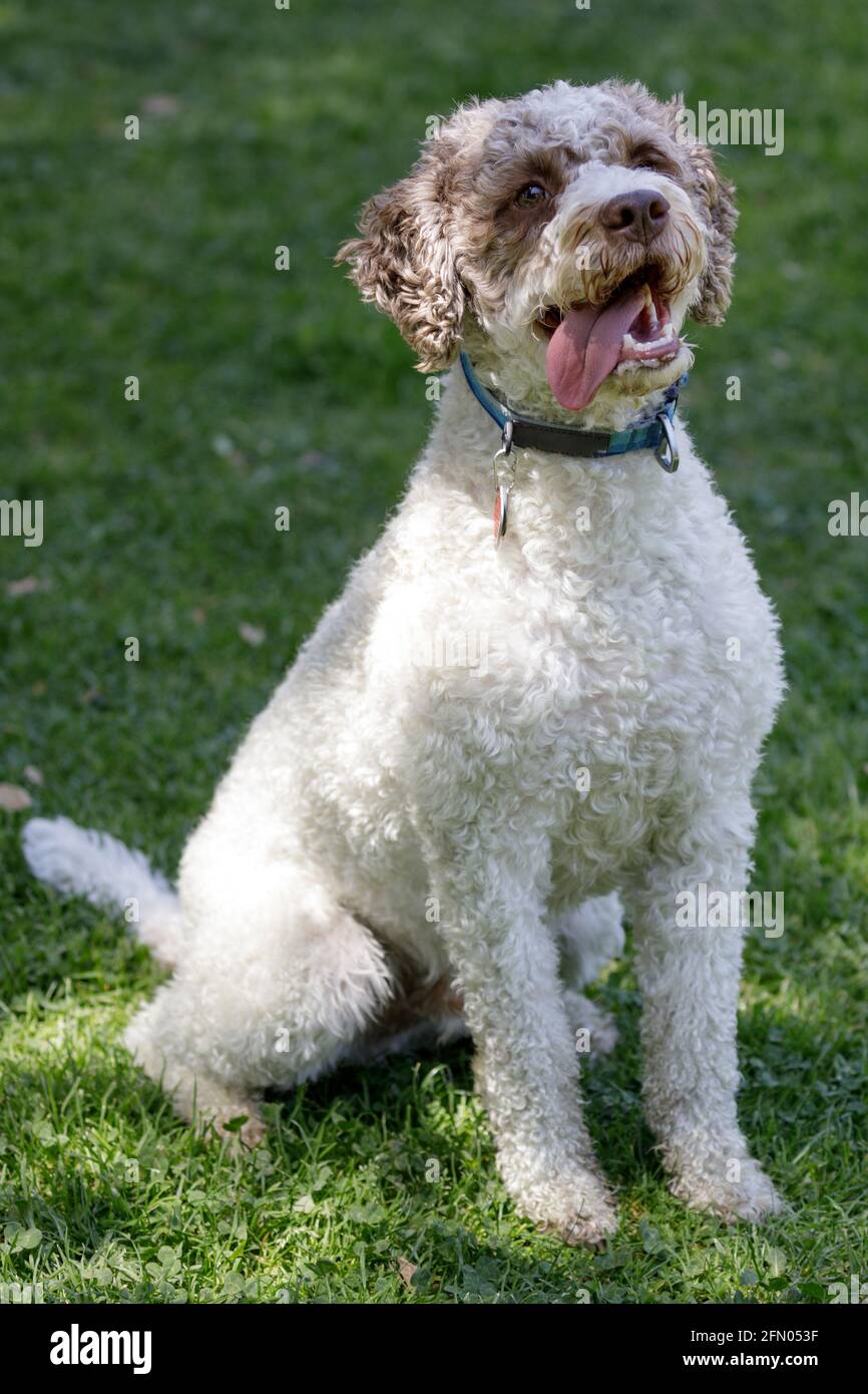 3-Year-Old Lagotto Romagnolo Puppy Male Sitting and Panting. Off-leash dog park in Northern California. Stock Photo